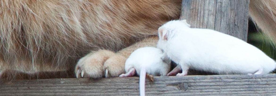 Cat and Mice (2009)